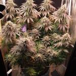 zookies-fem-7ch-american.jpg