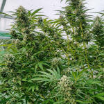 cap-junky-fem-7ch-american.jpg