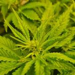 chronic-ryder-auto-fem-doctors-choise.jpg