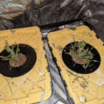 ethos-cookies-r2-fem-ethos-genetics.jpg