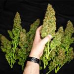 zup-auto-fem-fastbuds.jpg