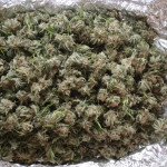afghan-kush-fem-Semyanich.jpg