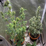 banana-purple-punch-auto-fem-fastbuds.jpg