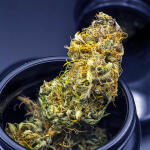 gorilla-cookies-auto-fem-fastbuds.jpg