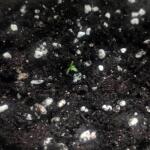 moonshine-cookies-auto-fem-7ch-american.jpg