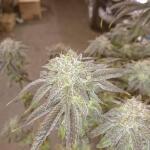 peyote-cookies-fem-barneys-farm.jpg