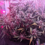 stress-killer-automatic-cbd-fem-rqs.jpg
