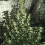 auto-ak-2-fem-Semyanich.jpg