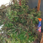 easy-sativa-fem-female-seeds.jpg
