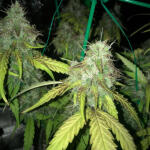 gorilla-4-autoflower-fem-easy-grow-seeds.jpg
