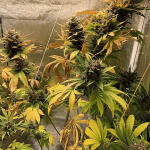 purple-lemonade-auto-fem-fastbuds.jpg