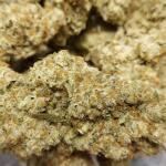 purple-punch-fem-barneys-farm.jpg