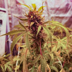 cap-junky-fem-7ch-american.jpg