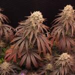 zookies-fem-7ch-american.jpg