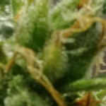 auto-northern-lights-00-seeds.jpg