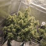 forbidden-runtz-auto-fem-fastbuds.jpg