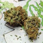 peach-crescendo-auto-rf3-fem-ethos-genetics.jpg