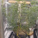 moonshine-cookies-auto-fem-7ch-american.jpg
