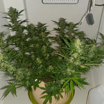 bruce-banner-auto-fem-Semyanich.jpg