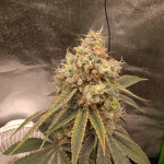 grandmommy-purple-fem-herbies-seeds.jpg