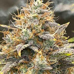 mint-jelly-auto-fem-humboldt-seed-company.jpg