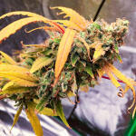 ddos-33-fem-herbies-seeds.jpg