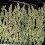 gelato-auto-fem-Semyanich.jpg