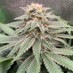 goldmine-fem-heavyweight-seeds.jpg