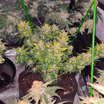 gorilla-cookies-auto-fem-fastbuds.jpg