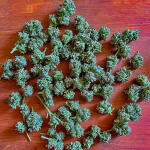 guava-auto-fem-fastbuds.jpg