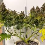 auto-new-york-city-fem-pyramid-seeds.jpg