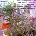 mikromachine-auto-fem-kannabia-seeds.jpg