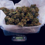 tropicana-cookies-auto-fem-fastbuds.jpg