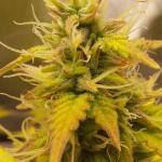 whiskey-zulu-auto-fem-7ch-american.jpg