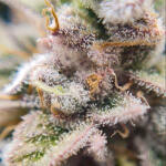 moonshine-cookies-auto-fem-7ch-american.jpg