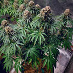 ddos-33-fem-herbies-seeds.jpg
