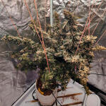 dozy-doz-fem-alphafem-seeds.jpg
