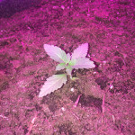 dream-machine-heavyweight-seeds.JPG