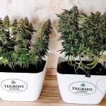 mimosa-shot-fem-herbies-seeds.jpg
