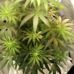 miracle-alien-cookies-mac-fem-7ch-american.jpg