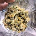 dossidos-cookies-autoflower-fem-easy-grow-seeds.jpg