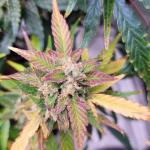 dossidos-cookies-autoflower-fem-easy-grow-seeds.jpg
