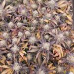 purple-punch-fem-barneys-farm.jpg