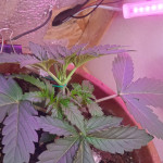 six-shooter-auto-fem-fastbuds.jpg