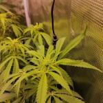special-tangie-auto-fem-Semyanich.jpg