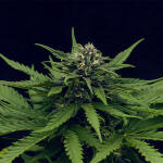 tropicana-cookies-auto-fem-fastbuds.jpg