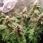 unknown-kush-desconocida-kush-fem-delicious-seeds.jpg