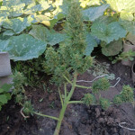 auto-pineapple-glue-fem-advanced-seeds.jpg
