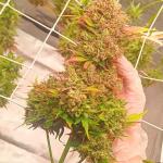 florida-sunrise-auto-fem-7ch-american.jpg