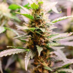 keepers-og-autoflower-fem-seedkeepers.jpg